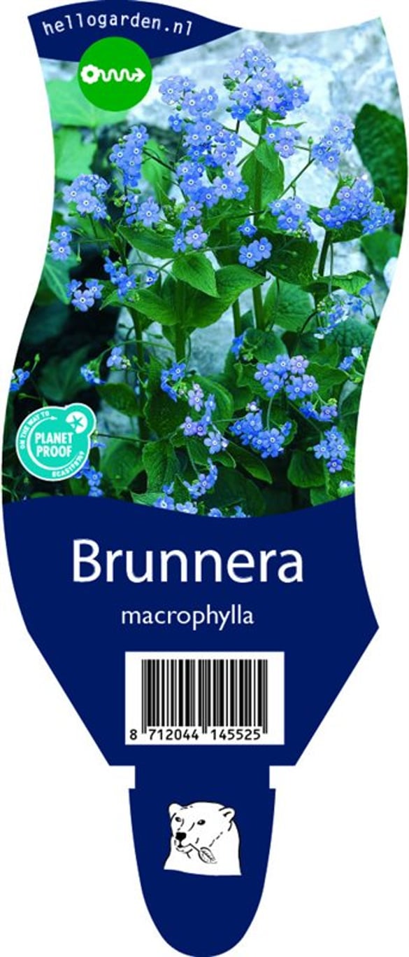 Brunnera macrophylla - P11
